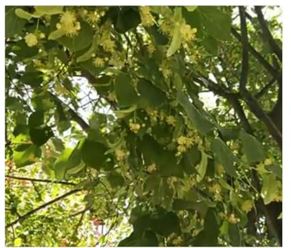 Stk - 20x Großblättrige Linde-Tilia platyphyllos Garten Baum Pflanzen - Samen U11 - Seeds & Plants Shop by Ipsa