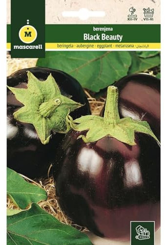 Mascarell Semillas, BERENJENA, Semillas Huerto, BERENJENA BLACK BEAUTY, Crea tu Propio Huerto Urbano y Cultivo en Casa, Plantas Hortícolas, 3 Gramos