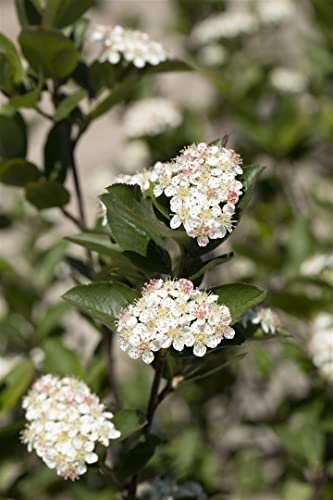 Aronia melanocarpa 'Hugin' 80-100 cm – Winterhart, Mehrjährig, Pflegeleicht – Schwarze Apfelbeere – Heckenpflanze für Garten & Sichtschutz