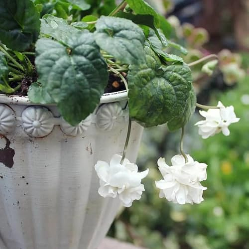 semillas de violetas perfumadas, balcón perennes resistentes viola odorata, balcón resistentes para el jardín 20pcs