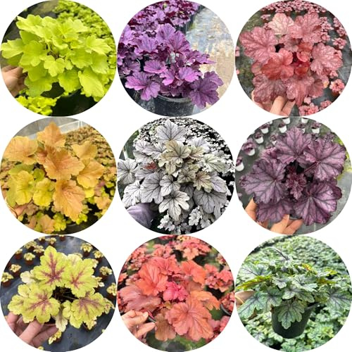 heuchera - purpurglöckchen steingartenpflanzen wildblumen hochbeet sträucher winterhart blühend immergrüne sträucher hecken bodendecker gartenkräuter wildkräuter 300samen