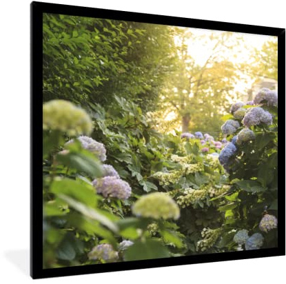 Poster encadré Hortensias jaunes dans le jardin Tableau deco avec cadre 40x40 cm affiche decoration murale