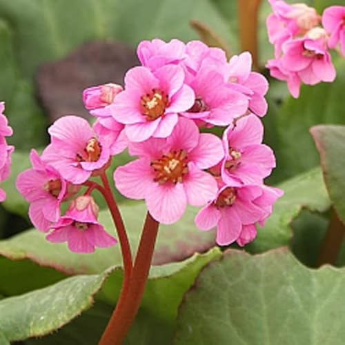 12 unidades o 1 m² Bergenia 'Morgenröte - Bergenia 'Morgenrote' Maceta 9x9 cm