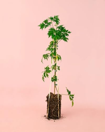 Moras Negras Arbusto Frutal | Planta Natural Exterior | Pur Plant