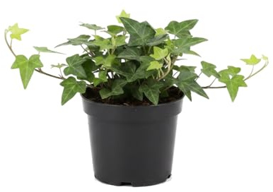 Hedera Helix Verde Hiedra común para Regalo Vegetal DECOALIVE Planta Natural Maceta 13 cm Diámetro Altura 25 cm