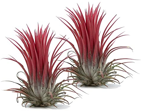 Duo de Tillandsias Fire DECOALIVE Plantas del Aire de Color Rojo Alta Intensidad