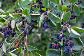 SLamarck's serviceberry or Juneberry - Amelanchier lamarckii - Shrub or Small Tree Native to -17 cm Pot - 40cm Height - Tasty Berries - 100% organically