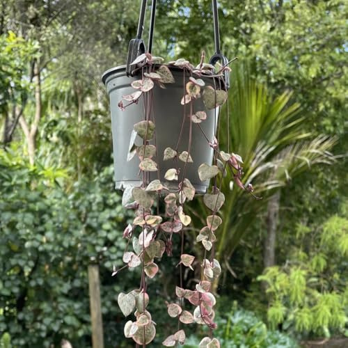 leuchterblume balkon deko gartenkräuter winterharte kübelpflanzen heilkräuter blumensamen Ceropegia woodii - büropflanzen steingartenpflanzen winterhart indoor garten bonsai topf 15samen