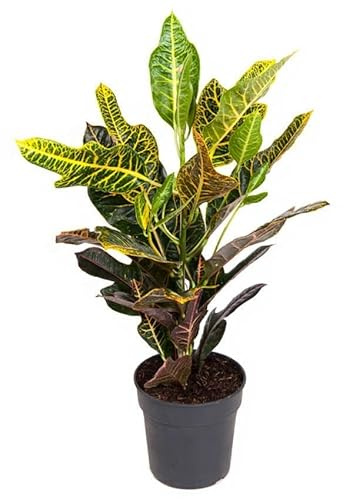 Codiaeum variegatum Excellent Wunderstrauch buntes Laub Zimmerpflanze 70 cm