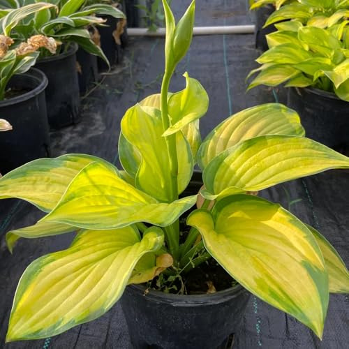 semi di hosta resistenti - giardino esterni perenni balcone 50pcs