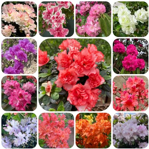 Semi di rododendro, tappezzanti in vaso rialzata giardino roccioso giardino arredamento del soggiorno decorazioni per esterni d'appartamento esotiche 120pcs