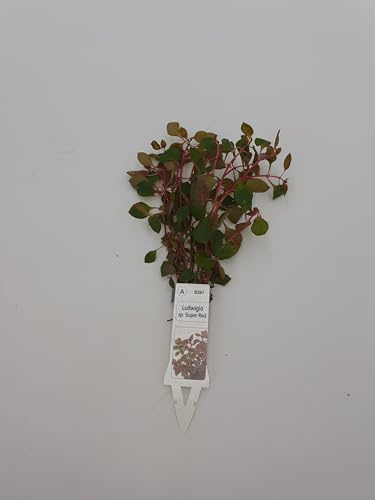 Wasserpflanzen Aquarium 1 Schöne Volle Bundpflanze Wählen Sie Selbst + 2 Kleine Mooskugeln 1-2 cm (Ludwigia Super Red) für Aquarium