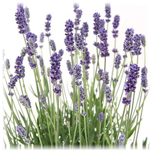 12 Pflanzen Lavandula angustifolia Staude Lavendel