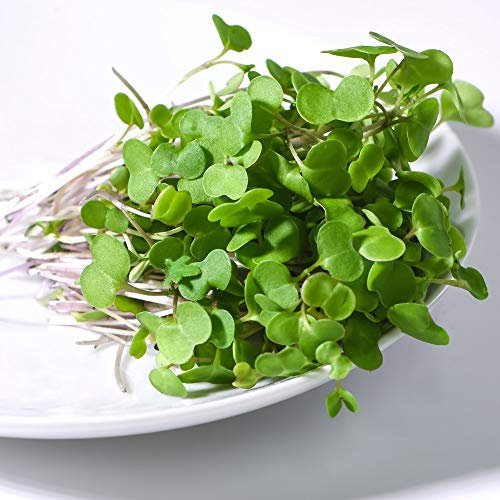 Microgreens Kale Red Russian Grow All Year Round 1 Packet (300 Seeds) by Thompson and Morgan