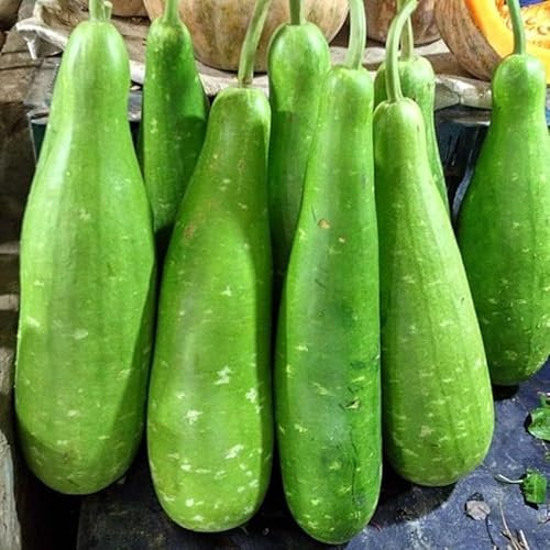 Indian/Asian/Bangladeshi Hybrid Vegetable Seeds/বাংলাদেশী উচ্চফলনশীল হাইব্রিড জাতের বীজ/High Yield Seeds (Bottle Gourd 10 Seeds)
