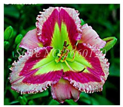 LLAVORS : 100 peces rares Hemerocallis flors exòtiques Co híbrid Hemerocallis coberta Blooming en Test Planta de Flore jardí de DIY Decoració: 6:Seeds Only