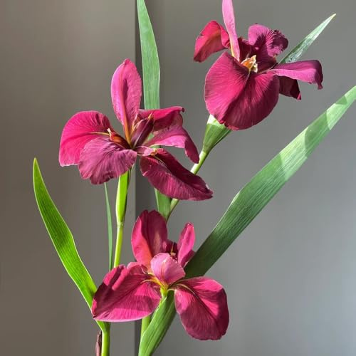 Bulbos de iris perenne resistente - balcón jardín rocas 12pcs