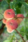Prunus persica 'Tito' 150-200 cm - Pfirsichbaum, saftige Früchte, Erntezeit August-September, ideal für Obstgärten, winterhart und pflegeleicht
