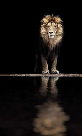 adrium Imagen acrílica 30 x 50 cm: retrato de un hermoso león, león en la oscuridad(178206739)