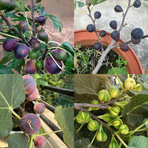 feigenbaum pflanztopf obstsamen bio balkonpflanzen winterhart obstpflanzen dekopflanzen winterharte stauden steingartenpflanzen winterhart obstbäume 200samen