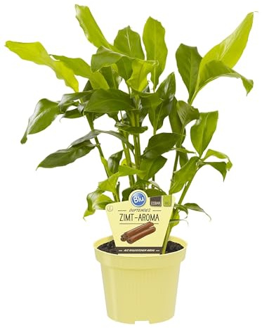 PIANTA BIO DI ELETTARIA CARDAMOMUM SU VASO 12 H30/40CM MODIPITRE