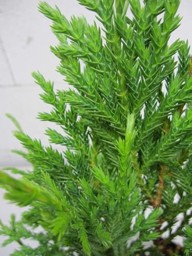 Xanthocyparis vietnamensis - Cupressus - Vietnamesische Gold-Zypresse 25-30cm