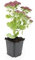 Sedum 'Herbstfreude' | 12 pezzi - 10-25cm - Ø9cm - Pianta da giardino