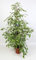 Ficus Benjamina Golden King - 90-100cm - Ø21cm - Planta de interior - Hojas perennes
