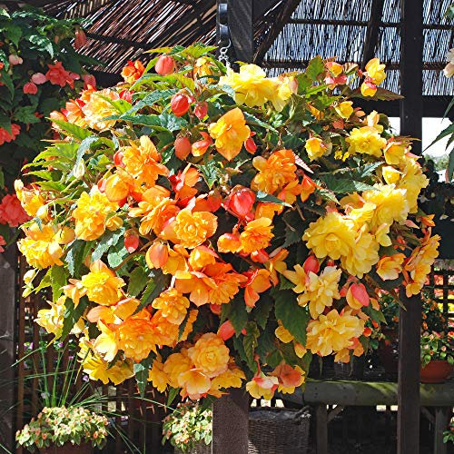 YouGarden Begonia 'Apricot Fiery Shades' Set of 40 Pro Plugs, Ready to Plant Out, Trailing Plant Plugs for Gardens
