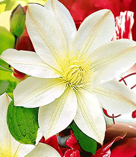 BALDUR Garten Waldrebe Clematis 'Madame Le Coultre' winterhart, 1 Pflanze, Klematis mehrjährige blühende Kletterpflanzen, bienenfreundlich und schmetterlingsfreundlich, blühend, Clematis Hybride