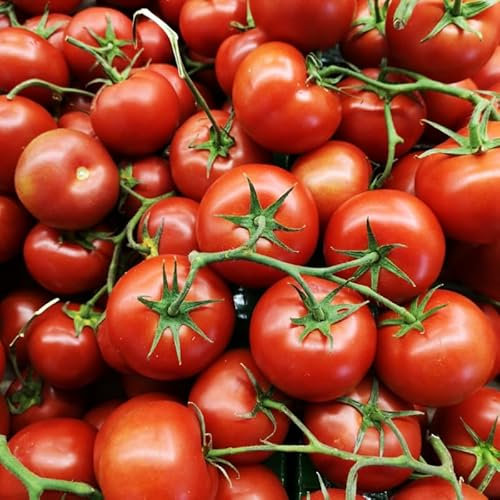 Alicante Tomato Seeds – 30 Fresh Tomato Seeds – Plant and Grow Your Own Vegetables Ideal for Greenhouse, Garden, Polytunnel, Growbags, Large Pots or Containers - Packed in The UK by Meldon Seeds