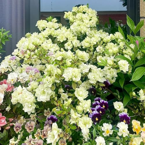 semillas de rododendro - azalea - perennes, decoración de otoño, azalea de balcón resistentes, 100pcs