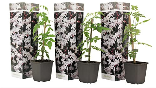Plant in a Box - Jasminoides 'Officinale' - Set de 3 - Jasmin plante etoile grimpant - Fleurs blanc - Pot 9cm - Hauteur 25-40cm