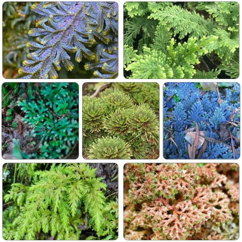 rosa di Gerico di decorazione ufficio decorazione ufficio bonsai giardino rocce decorative Bulbi perenni resistenti all'inverno 7pcs