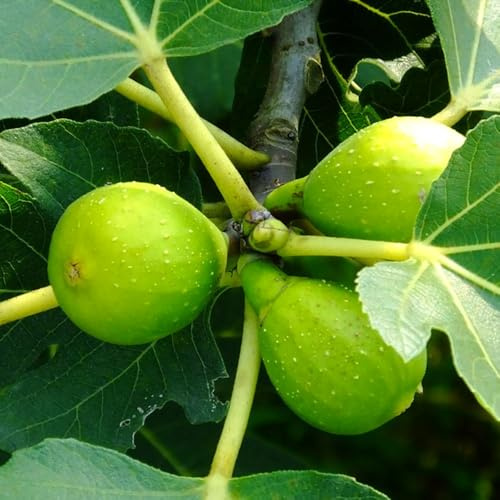 Semi di fico, frutteto e perenni fresca semi rari da frutto nani resistenti regali per gli amanti del giardino per luoghi soleggiati 50pcs