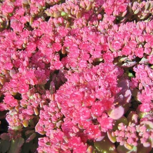 12 unità Sedum Cauticola 'Lidakense' - Cisto Caucasico 'Lidakense' Vaso 9x9cm ±1 m² - Sedum con Fiori Gialli e Crescita Vigosa