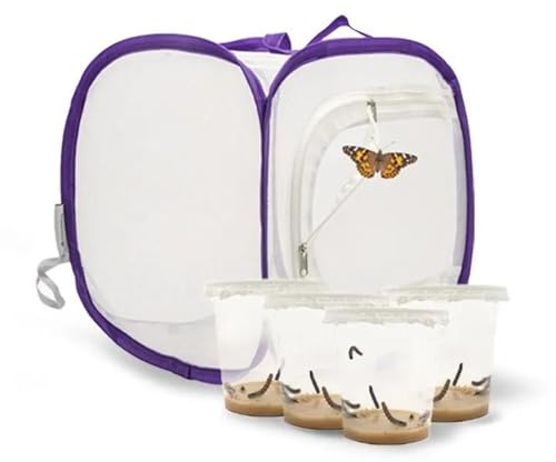 Schmetterlingszucht-Set für Kinder/Erwachsene | Ideal für zuhause | Heimische Schmetterling züchten mit [Erfolgsgarantie] | GRATIS E-Book und Lernmaterialien | Raupenzucht klein ab 3 Jahren - 4 Becher