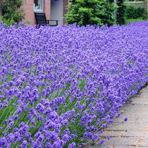 GardenersDream Lavandula angustifolia 'Hidcote' - Lavendel Pflanze Winterhart - Kübelpflanzen für Balkon & Terrasse - Premium Stauden Winterhart Mehrjährig