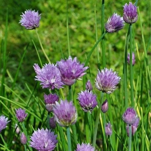 Pianta Erba Cipollina