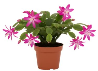 Planta Natural Cactus de Navidad Floración Invernal y Color DECOALIVE
