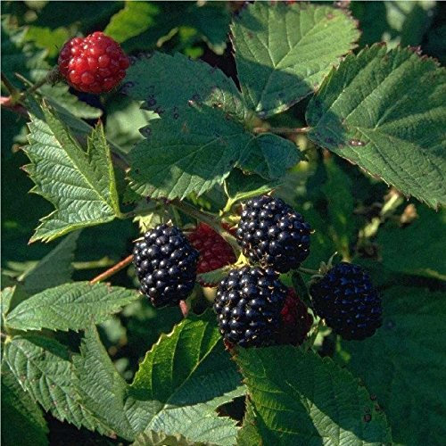 Brombeere Loch Ness Brombeeren dornenlos aromatisch süß im 2 L Topf