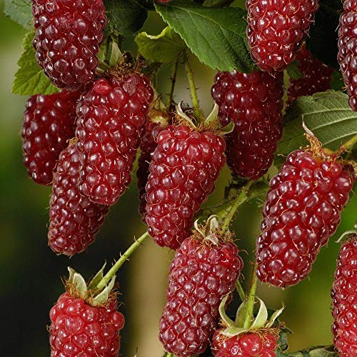 Graines De Framboises Croisement De Fruits Écossais Tayberry (Mûre Framboise) Graines D'Héritage Maiweilai