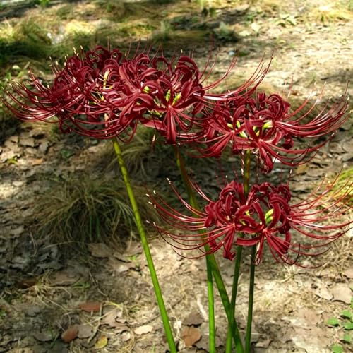 lirio araña, lirio de sangre - Cubresuelos resistentes Lycoris radiata silvestres en el balcón de otoño, resistentes, con 7bulbos