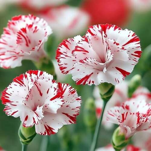 100 semi di garofano bianco rosso