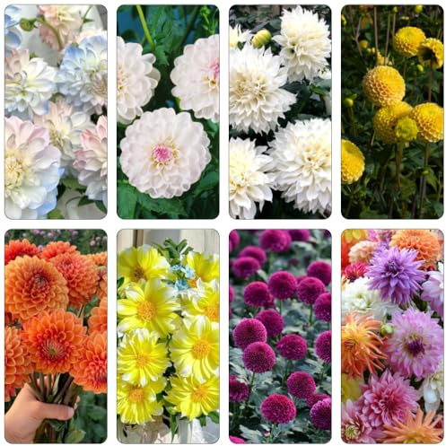 semillas dalia de jardín medicinales de temprana reales decoraciones jardín para exteriores decoración primavera cortadas 800pcs