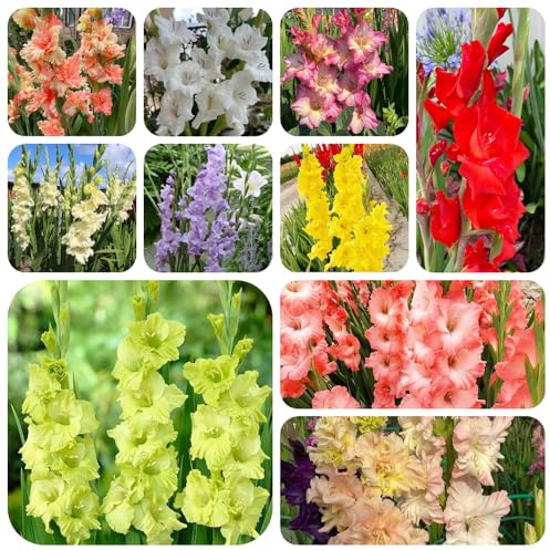 Gladiolen, exotische zimmerpflanzen steingarten blumenbeet gartenpflanzen topfpflanzen gartendeko für draußen balkonblumen gewächshaus winterharte kübelpflanzen indoor garten 12Zwiebeln