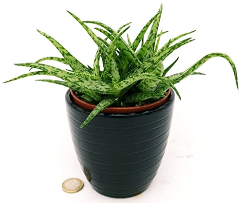 POWERS TO FLOWERS - ALOE SPIDER IN VASO CERAMICA NERO A RIGHE, pianta vera