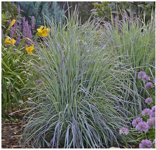 Stauden Gänge 5 x Schizachyrium scoparium 'Twilight Zone’ im 1 Liter Topf (Ziergras/Gräser/Winterhart/Mehrjährig/Staude) Kleines Präriegras - Mystische Farben für zauberhafte Beete - von Stauden Gänge