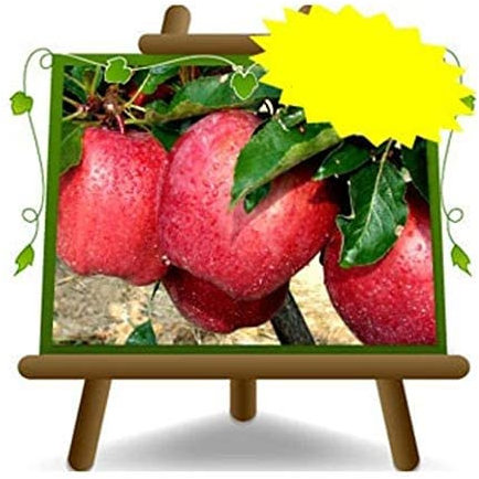 EURO PLANTS VIVAI Melo Red Chief – Pianta da Frutto Antico su Vaso ø 24/26 cm - Altezza 170~200 cm - Età 4 Anni