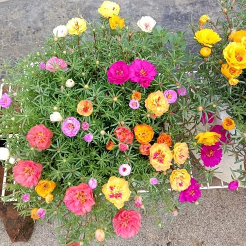 semillas de verdolaga - Portulaca grandiflora - resistentes rosas Decoración jardín exteriores 420pcs